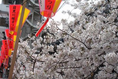 春爛漫♪目黒川桜まつり♪♪