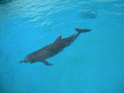 イルカが目の前
