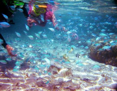 建物は古いけど、プールが充実。目の前の海でシュノーケリングも！