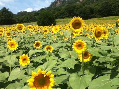 斜面いっぱいのひまわり