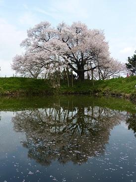 水面に浮かぶ１本桜を見るならここ！！