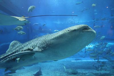 一日楽しめます♪