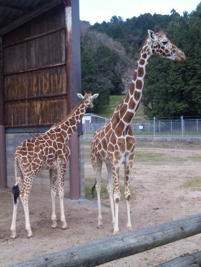 ８ヶ月の娘も楽しんでました