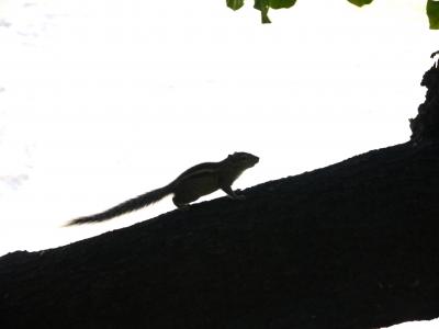 テラス横の木にはこんなかわいい子がちらほら