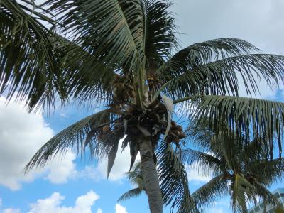 爽やか　でも金持ちの島？