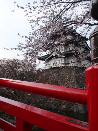 7部咲きでしたが綺麗でした