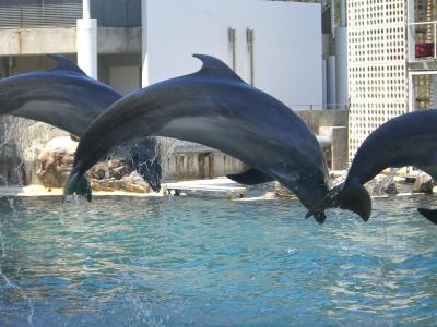 セイウチが大きい！！