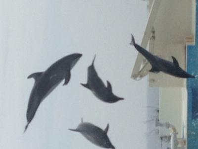 水族館以外も充実