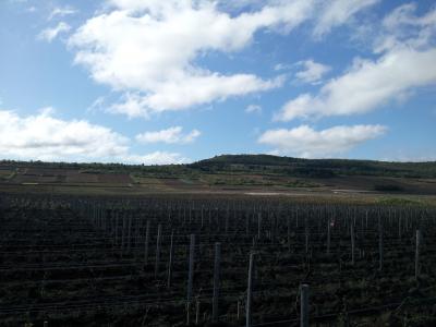 ホテルから徒歩５分でこのようなブドウ畑の景色です