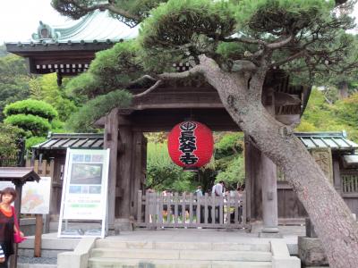 アジサイきれい！