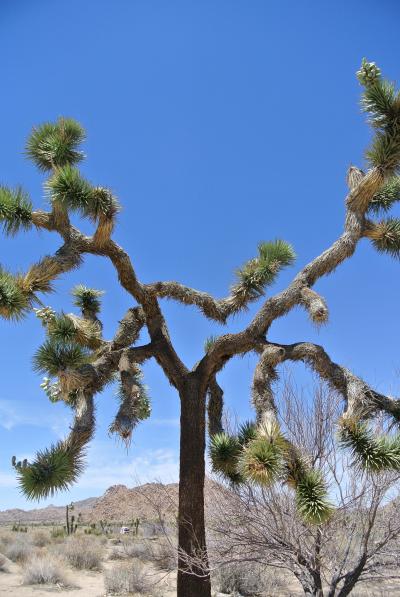 砂漠に強く生きるJoshua Trees!