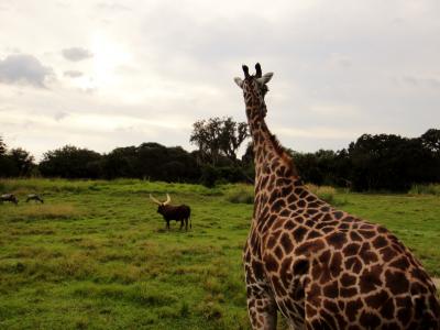 朝イチがおススメ