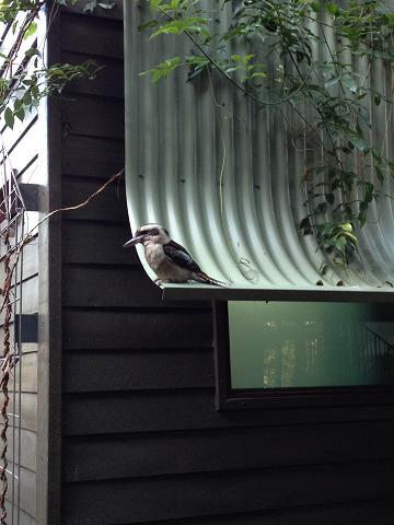 ホテル客室の屋根にとまるコッカバラ。大きな鳥。