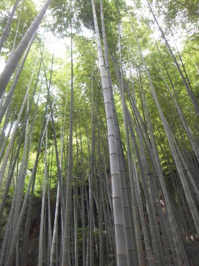 静寂を求めるならぴったり。竹寺