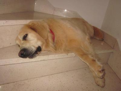 入ってすぐの内部階段にわんちゃんいます