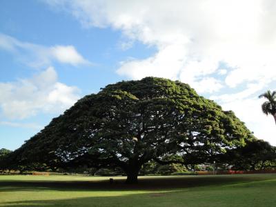 この木なんの木