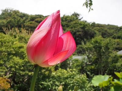 7月の光則寺、蓮の花がきれい。