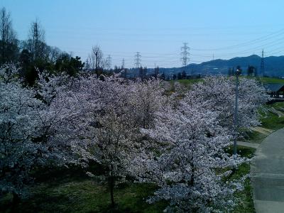 山田池公園の桜