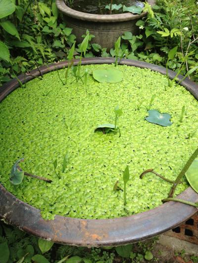 鎌倉駅至近、安産祈願のお寺