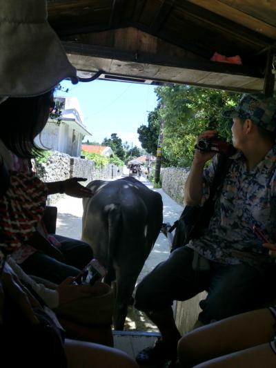 水牛に乗ってのんびり島内観光