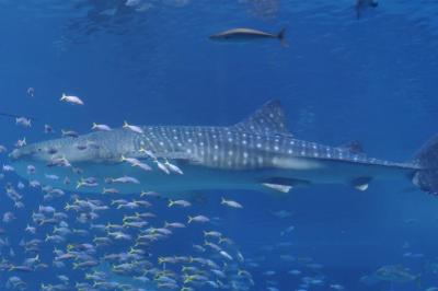 ジンベイザメは迫力満天！