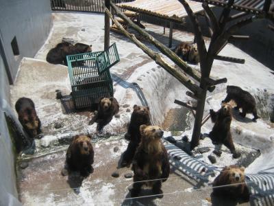 餌やりが楽しい