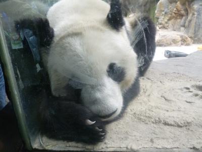 北京動物園に行ってきました！