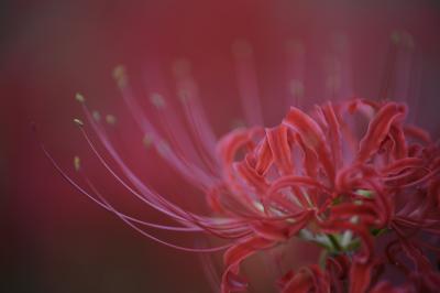 彼岸花の時期は、そこそこ賑わいます