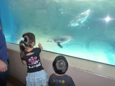 ここのイルカショーが大好き