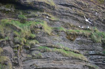 キャビン裏手の低い崖は、カモメらしき鳥たちの巣作りの場。