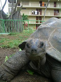 ホテルで飼っているゾウガメ