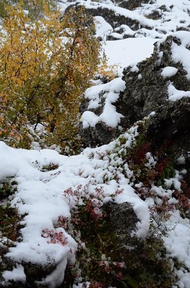 宿泊棟の窓からは、ロック・ガーデン風の火山岩台地の風景が。