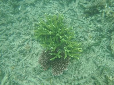 再生中の珊瑚