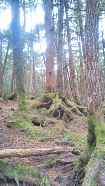 苔の森が幻想的