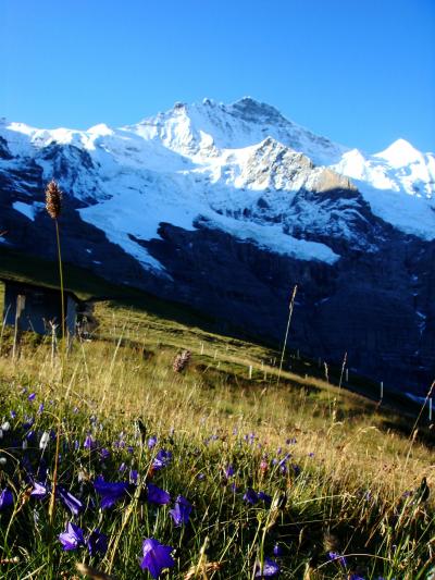 ホテルのすぐ外から眺めるアルプスの山々と高山植物