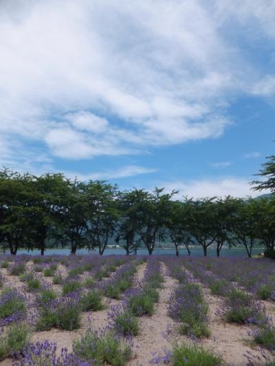 ラベンダーと紫陽花の時期がおススメ