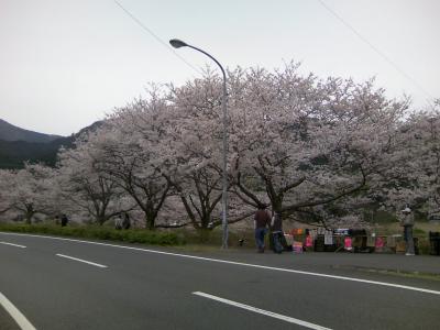 隠れた桜の名所です。