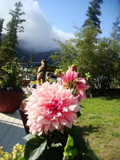 ホテル入口。なぜか大輪のダリア。