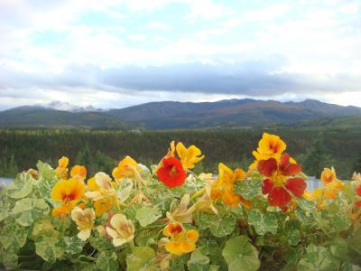 ナスタチウムの花越しに眺める雪山