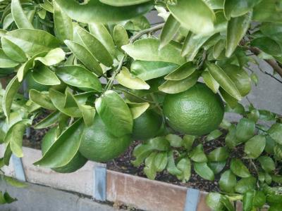 ワイン・リキュール・ソフトドリンクまで結構な量の試飲をさせてくれます