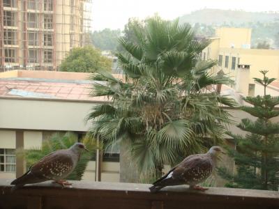 客室ベランダにいた鳩。目の周りが日本の鳩と異なる。