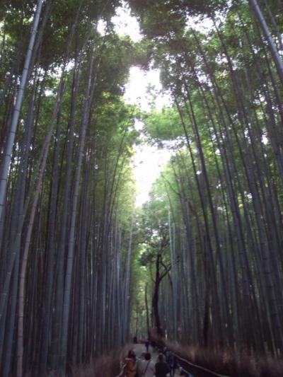 竹林が素晴らしい☆