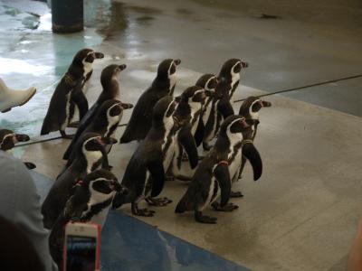 ペンギンのお散歩が可愛い