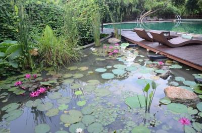 中庭のプールと水連の池