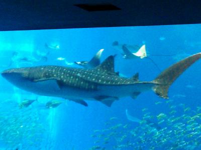 一度は行く価値があります。