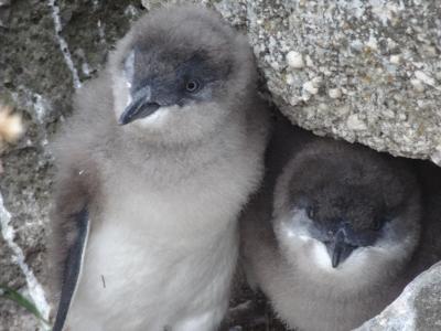 ローカルからのイチ押し！世界最小ペンギンを無料で自由に観察できるスポット。