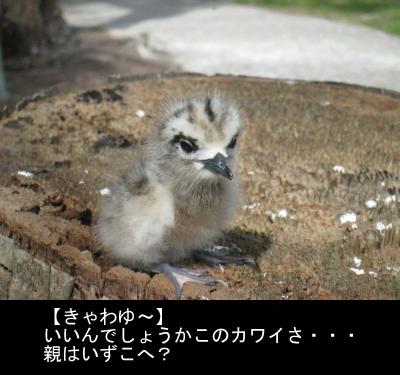 ココス島のもう一つの楽しみ方