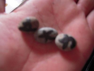 苦労して石を探し出すのが楽しい！