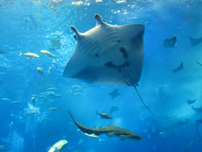 イルカショーは無料です！！