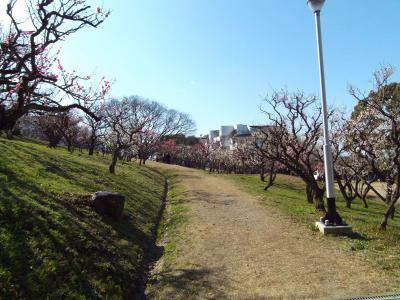 枚岡公園内の梅林